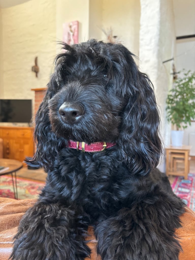 image for Our Beautiful 2-Year-Old Schnoodle 