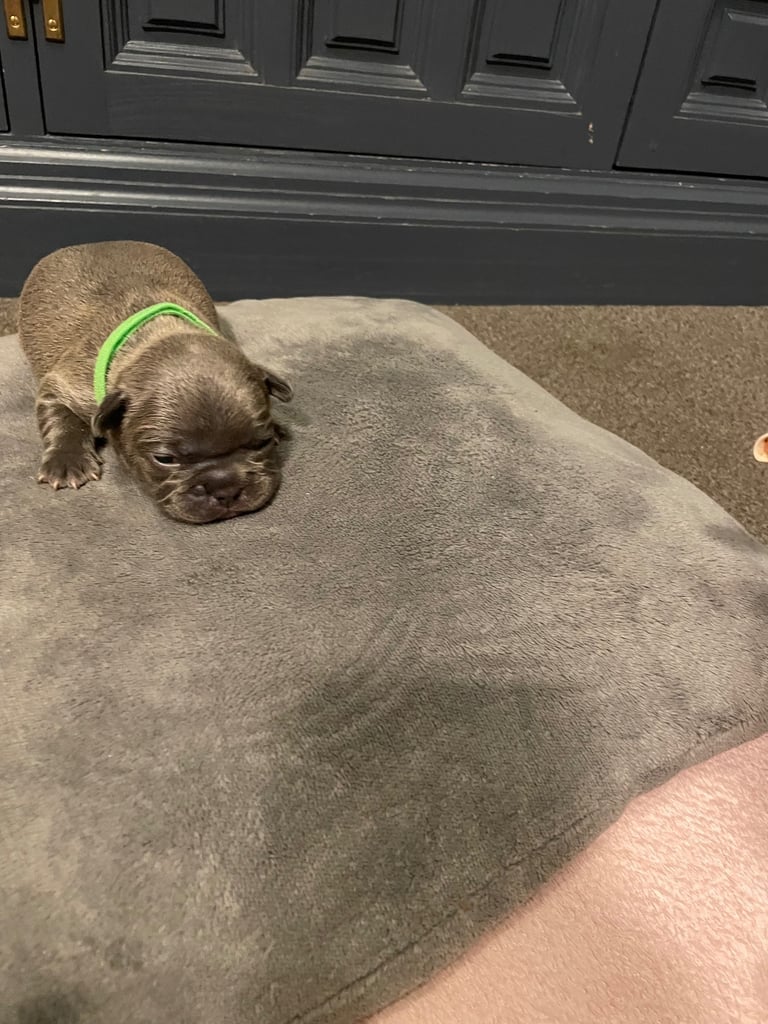 French bulldog puppies