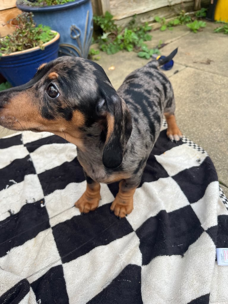 Beautiful dachshund puppies 🐾