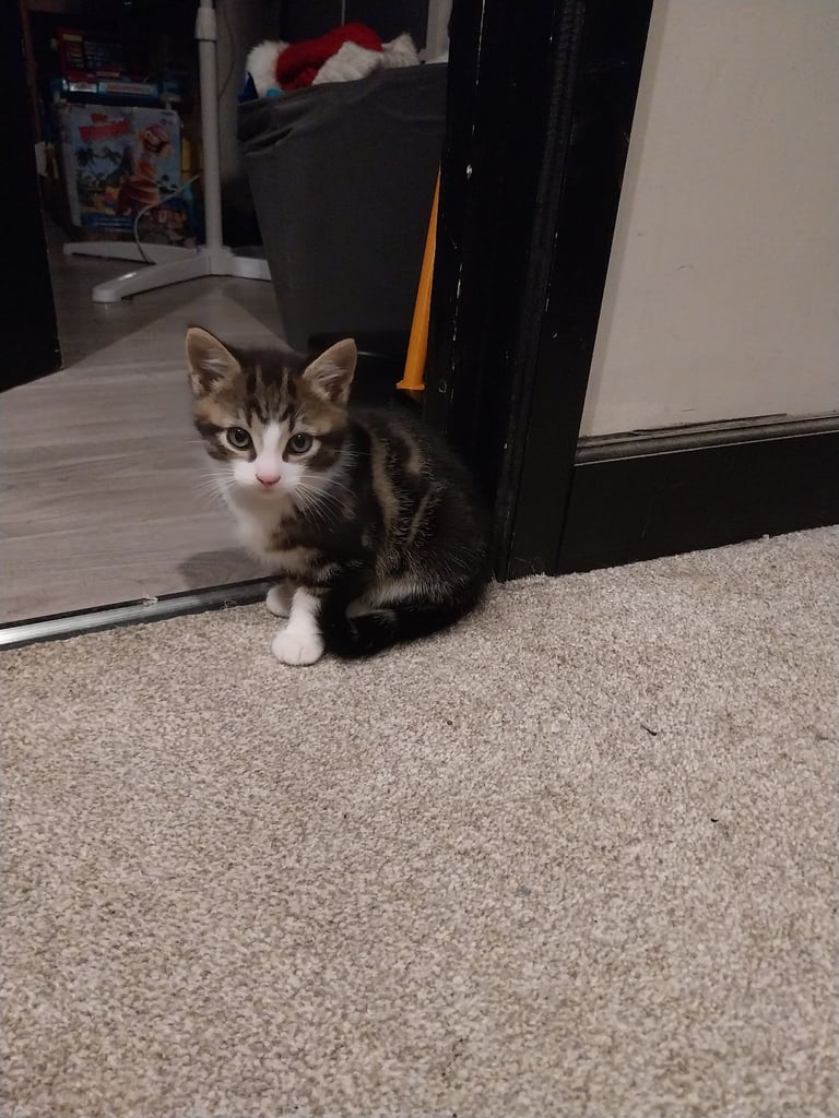 Beautiful kittens 8 weeks old 