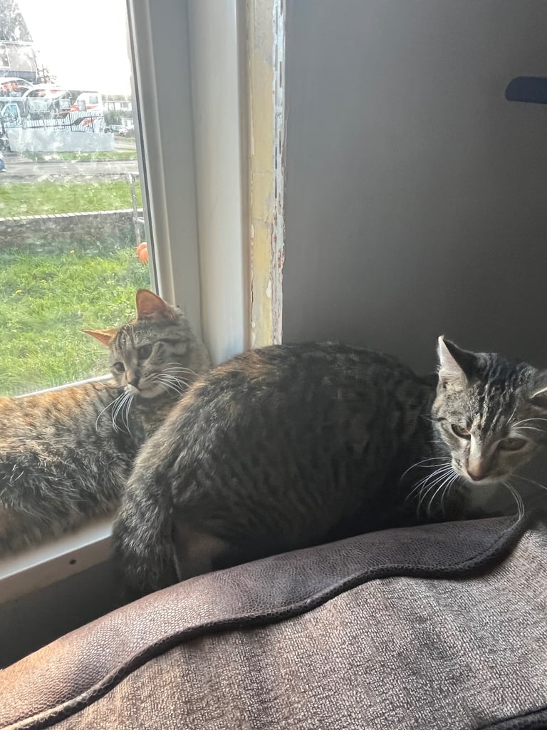 2 female cats. 1 year old 