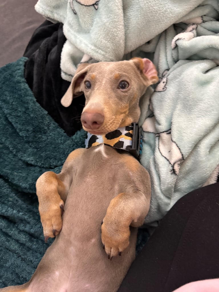 Male Miniature Dachshund Blue Tan Sausage Dog 