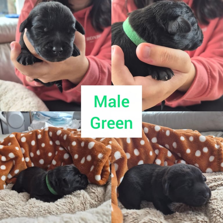 4 week old puppies ready to sell and go in 3 weeks time 