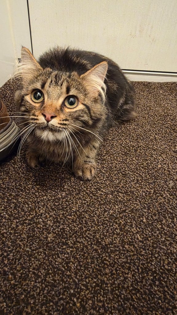 Maine Coone Kitten - Female