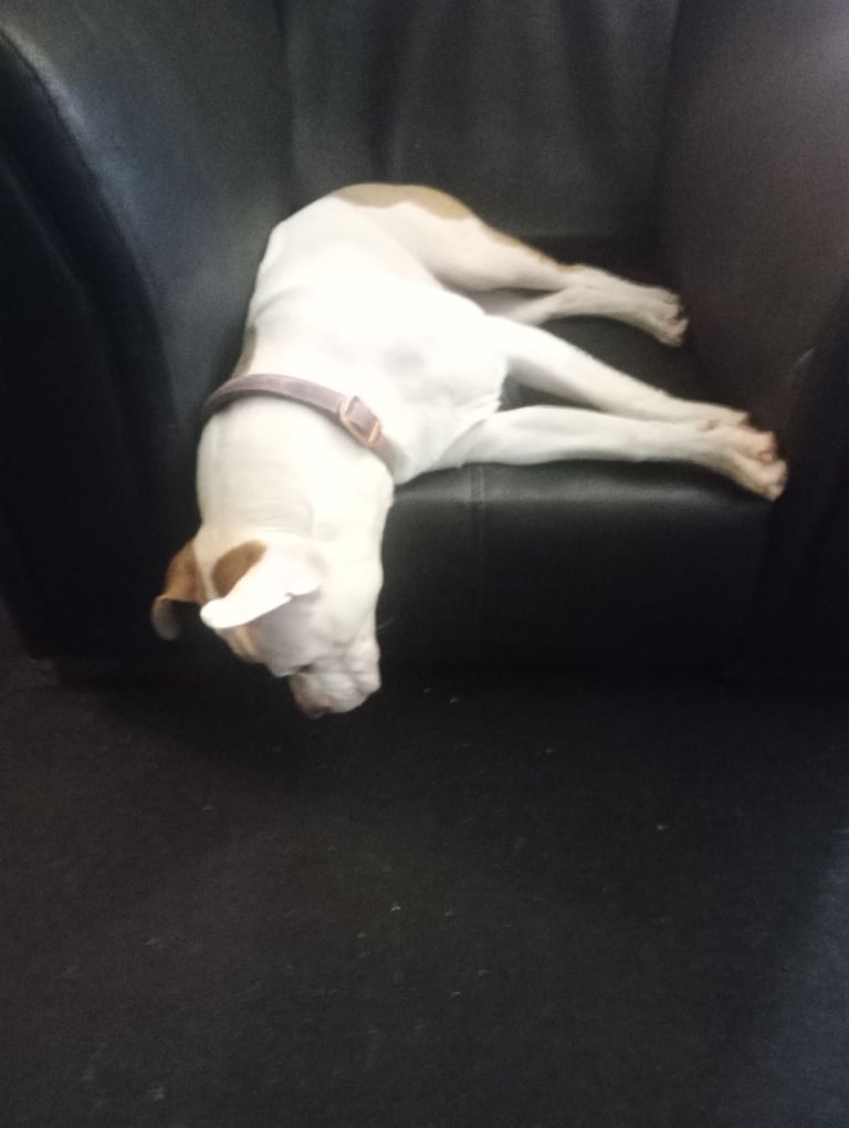 Mixed breed for sale 