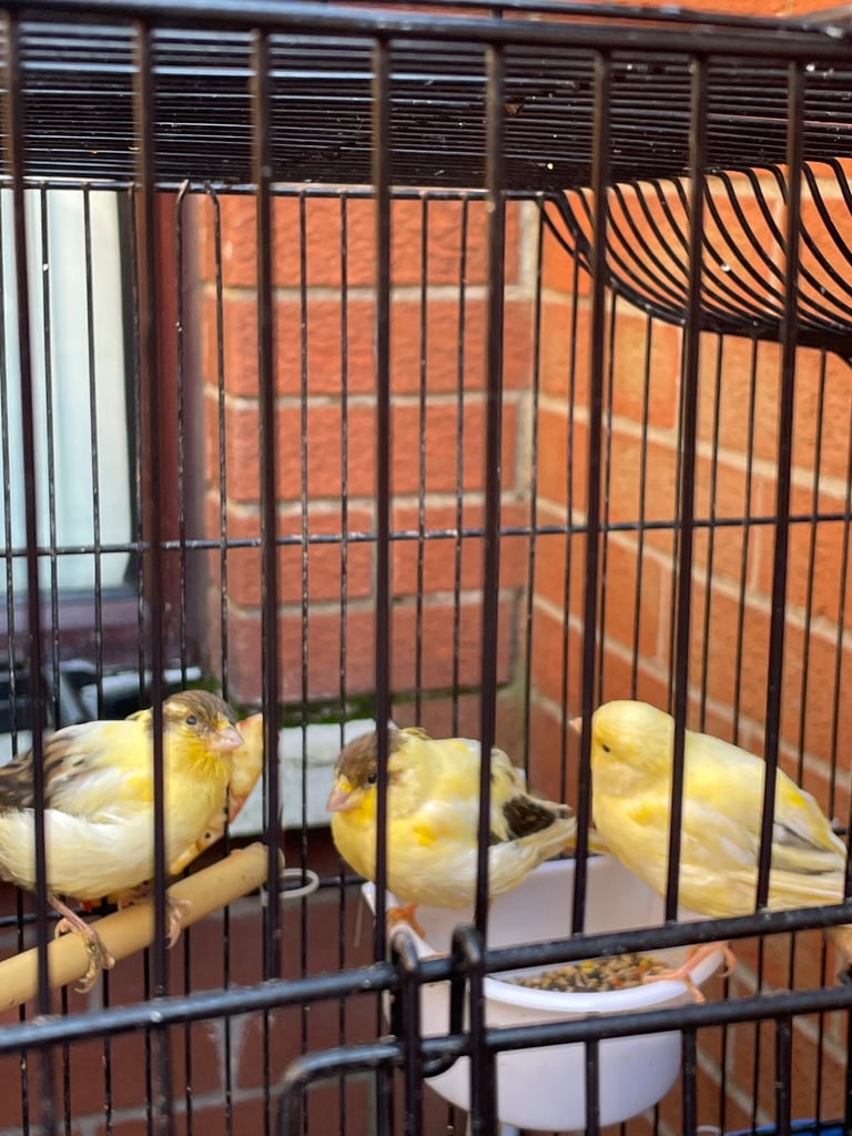 image for Beautiful Canaries and Cage for Sale