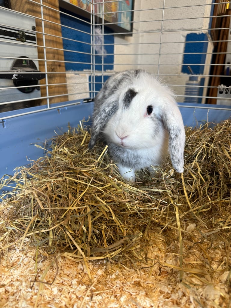 Female lionlop rabbit for sale 