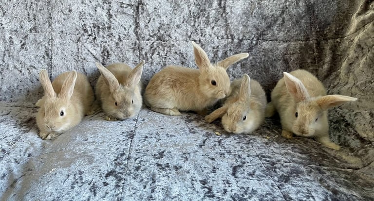 Baby Bunnies for sale