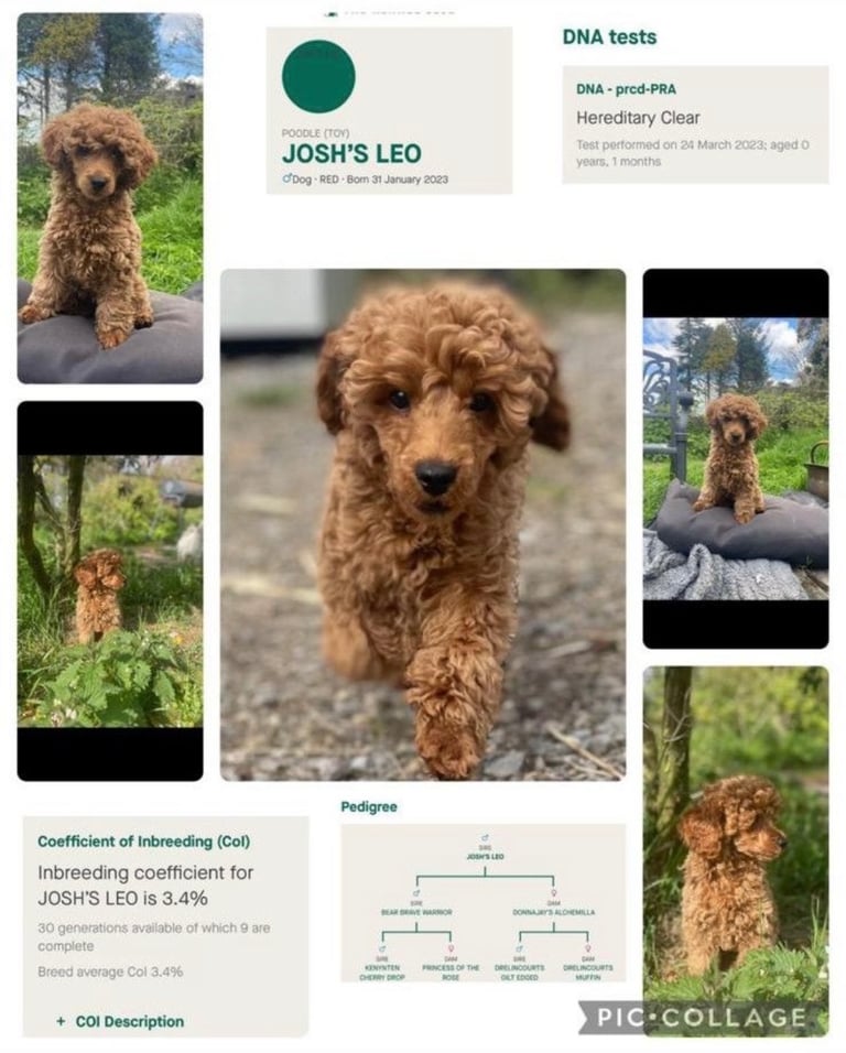 Cute Cavapoo Puppy Girl 