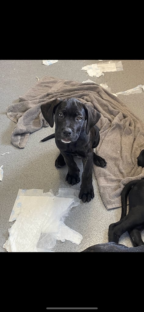 Beautiful 12-Week-Old Cane Corso Puppies Ready for Their New Homes