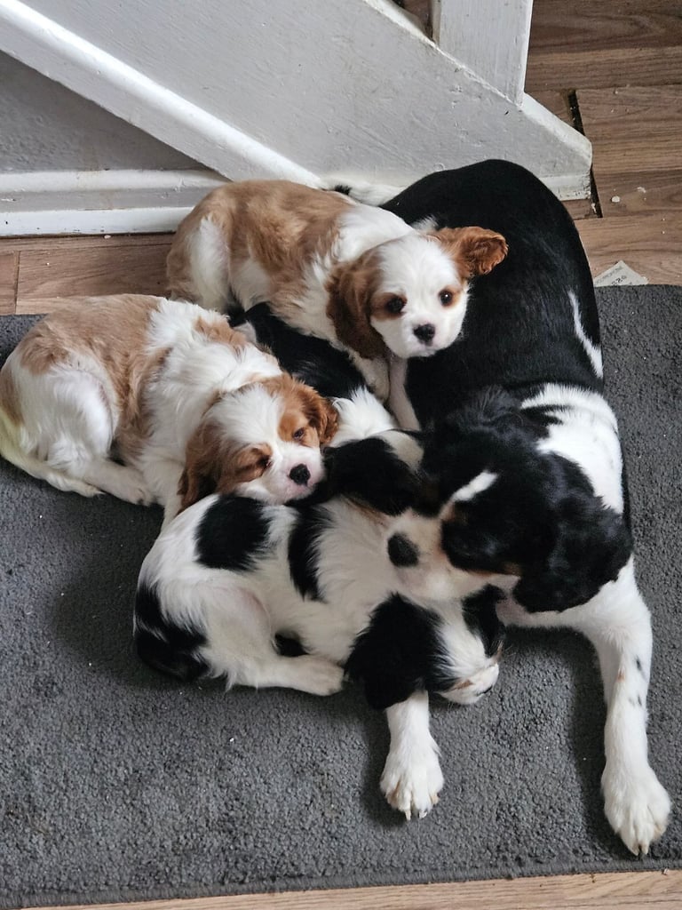 4 cavalier king charles spaniel puppies for sale