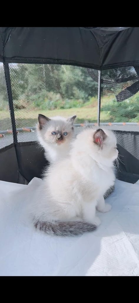 Pure ragdoll kittens  ONLY ONE FEMALE LEFT!!!!PRICE REDUCED!!!!