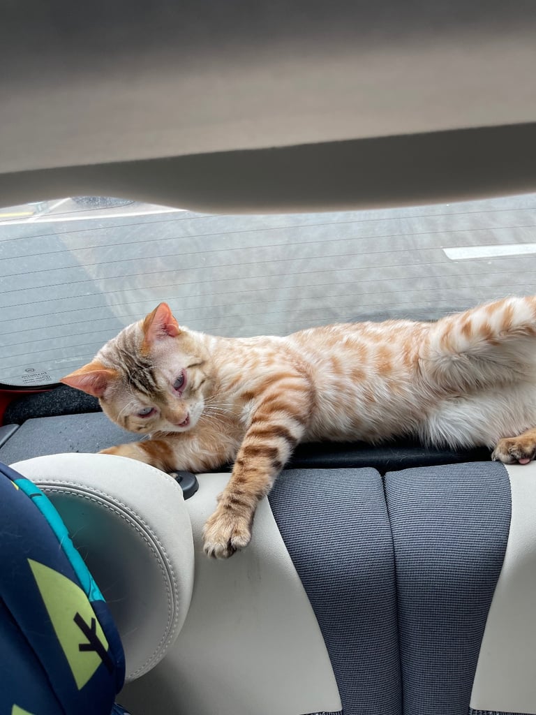Bengal snowy white male cat 