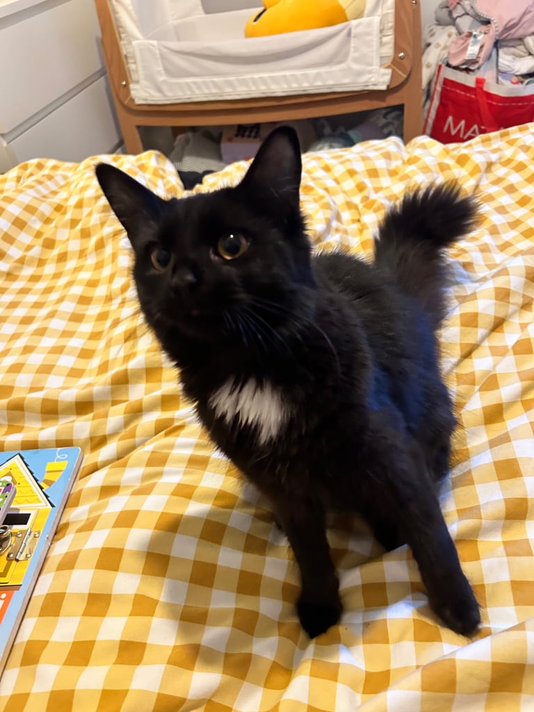 Turkish Angora Kitten 