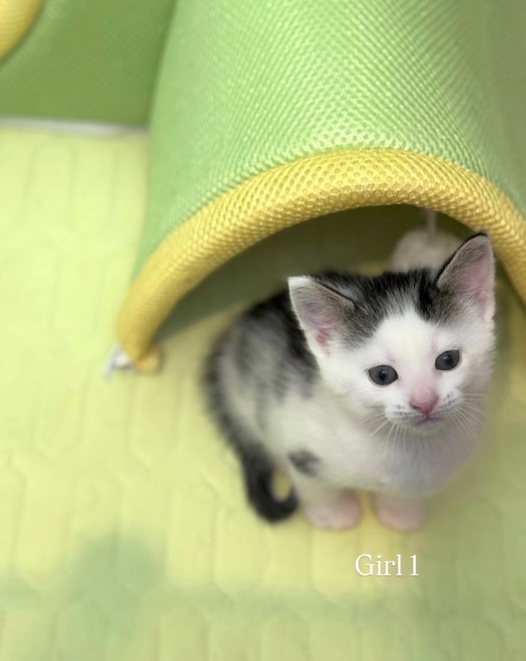 Cute kittens!