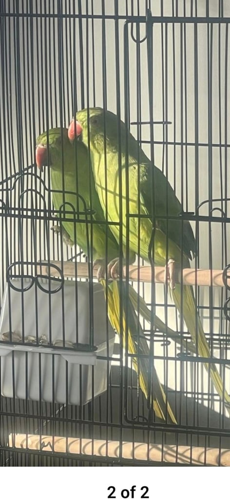 image for Indian ring nack parrot 