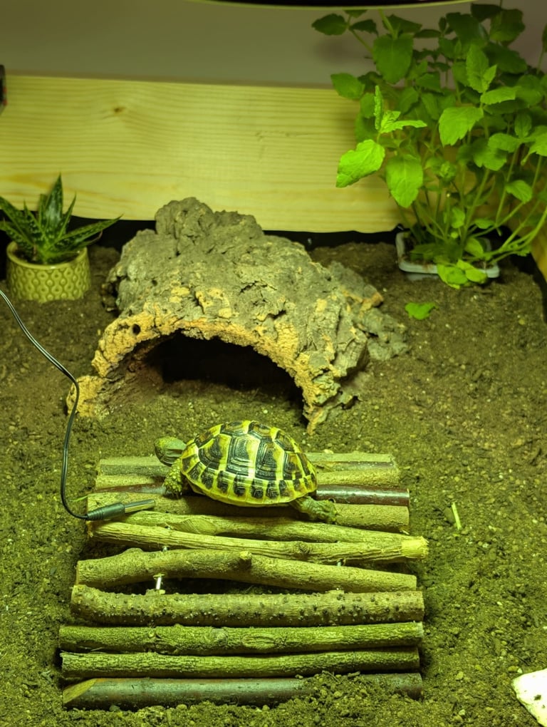 Herman tortoise & enclosure