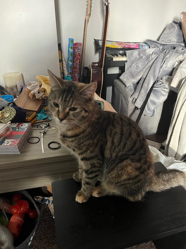 2 female cats. 1 year old 