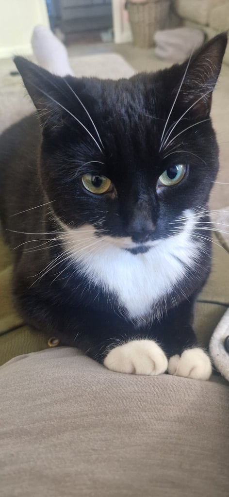 Tuxedo Female