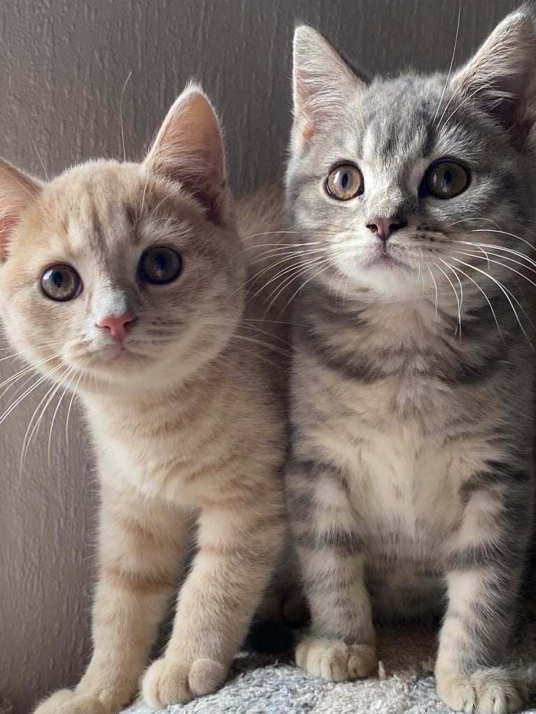 British shorthair kittens 