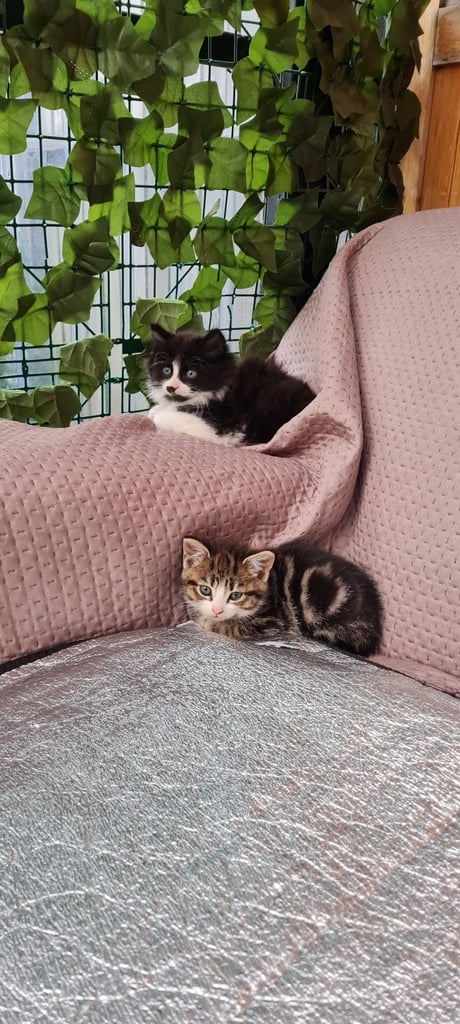 kitten