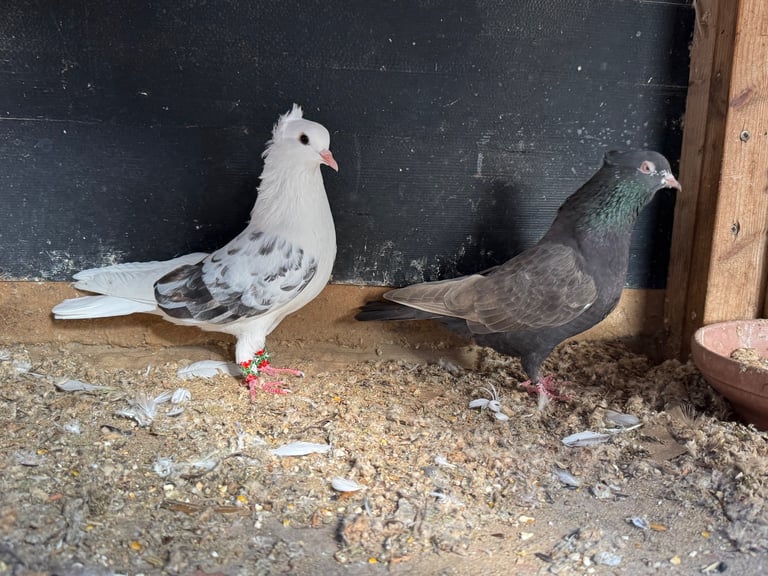 Iranian Pigeons For Sale