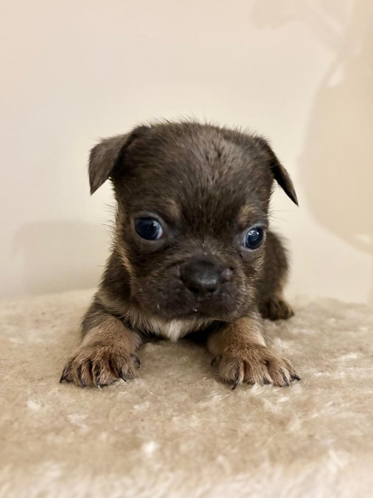  2 gorgeous puppies ready to leave 