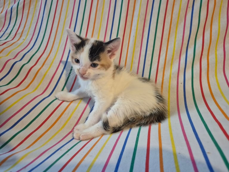 Gorgous kittens long & short haired