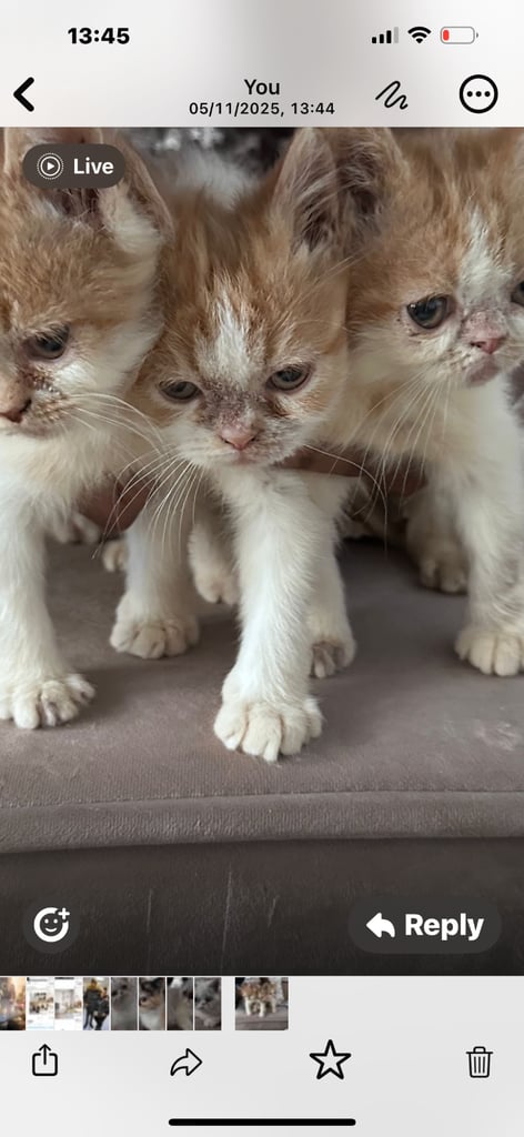 Persian Kittens For Sale
