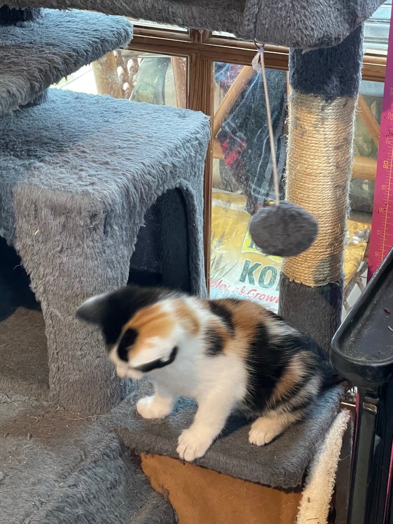 Kittens for sale