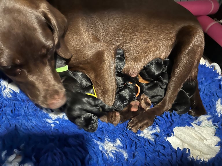 Kc pups ready for their new homes!  4 boys!