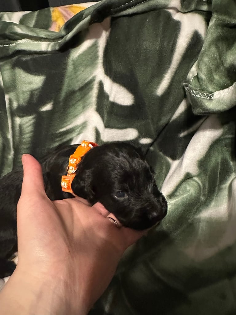 Cocker spaniel puppies for sale