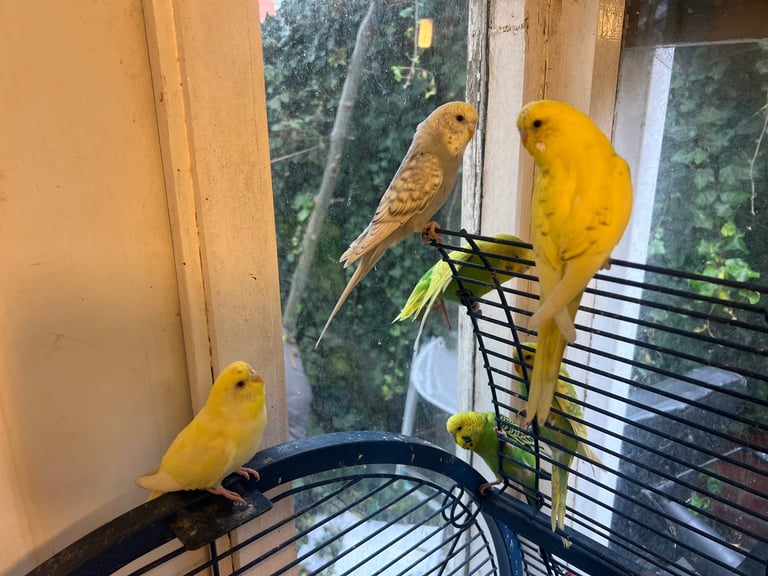 Budgie and cockatiel
