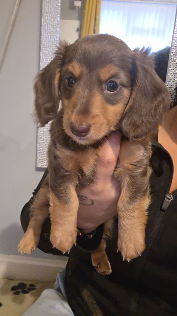 Miniature Dachshund 