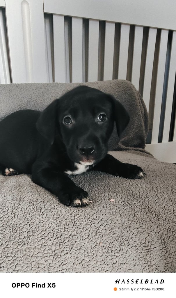 Mastiff x Shepherd puppies 