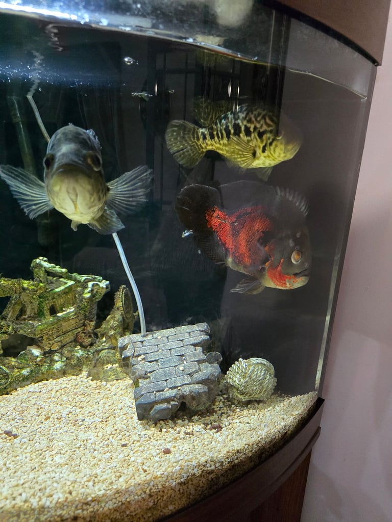 Fish tank and fish