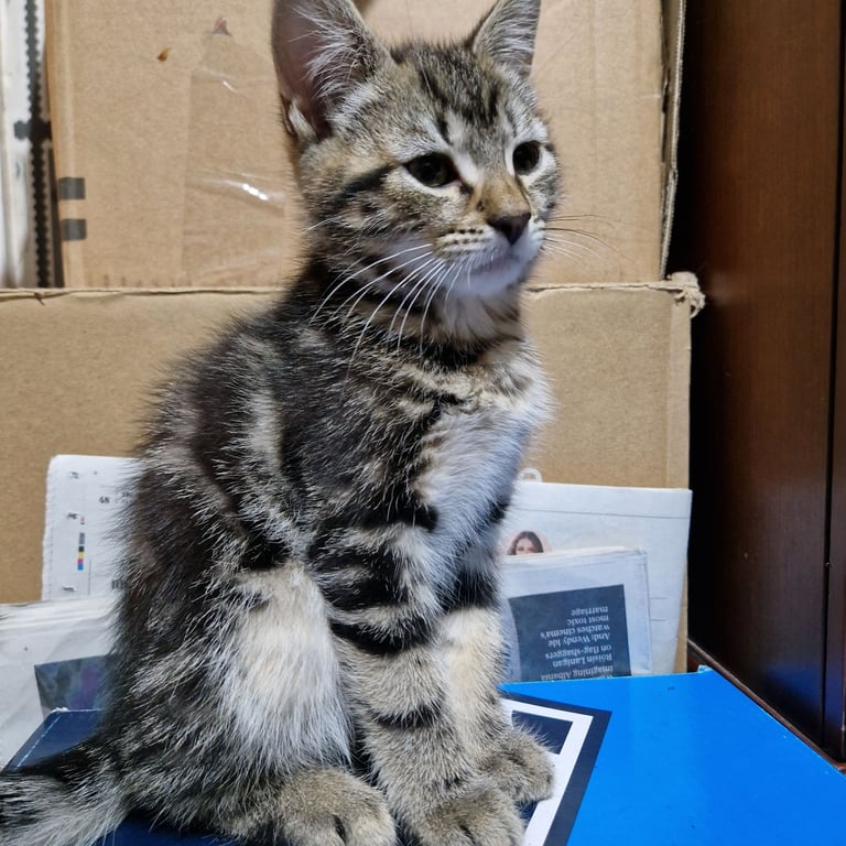 12 week kittens. 