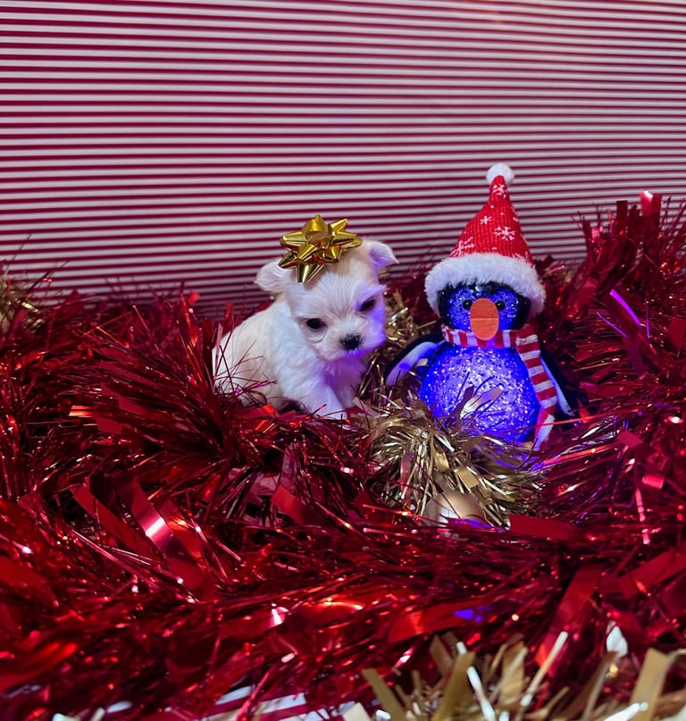 PURE MALTESE PUPPIES 