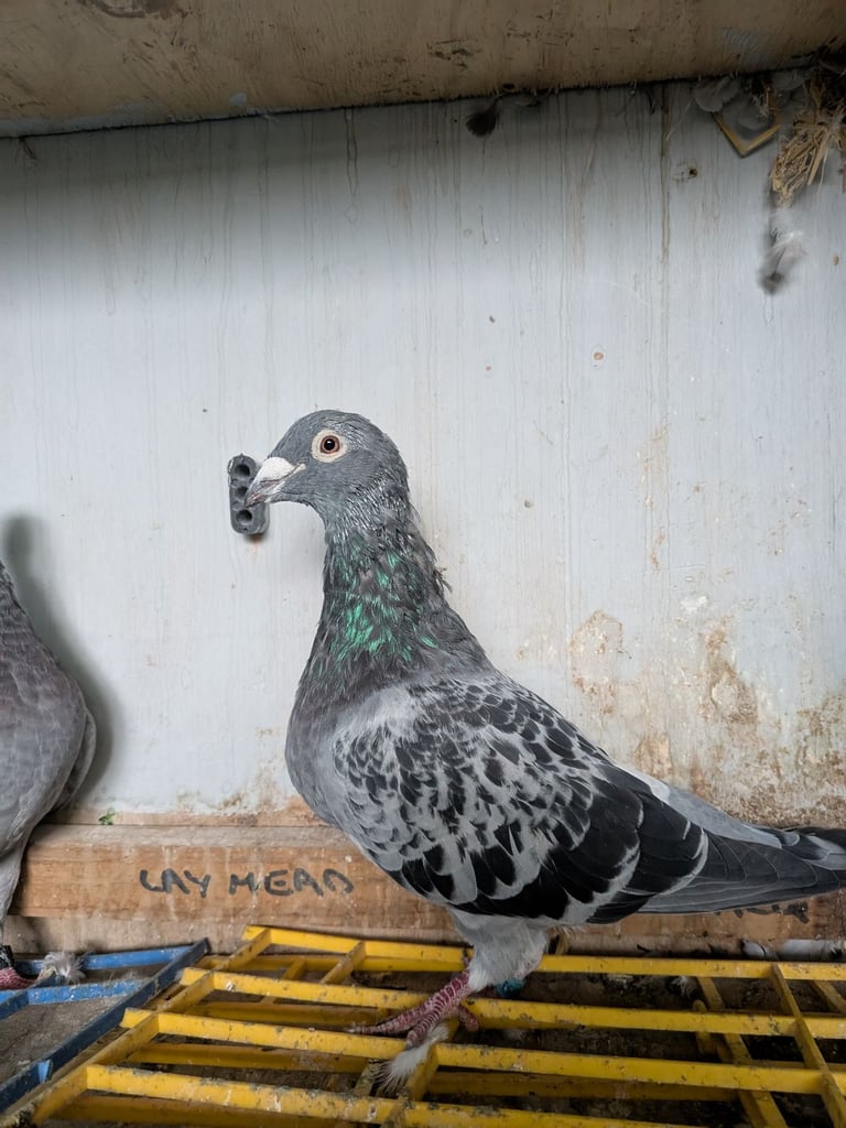 Pigeons for sale
