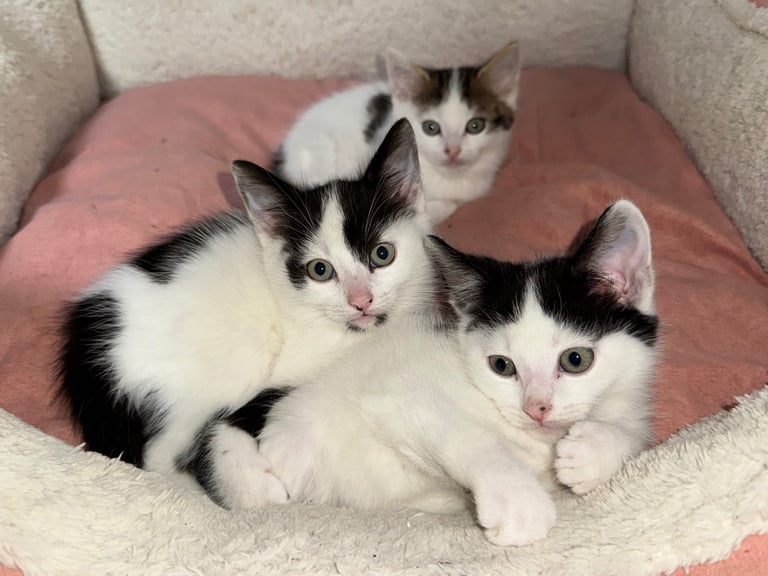 Two adorable 8-week-old European shorthair kittens – playful male duo! 🐱