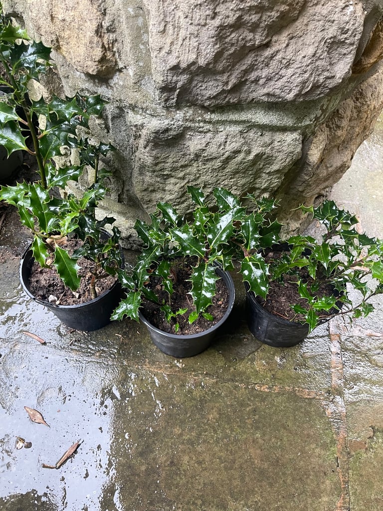 Holly plants £5 each. Collect Chichester