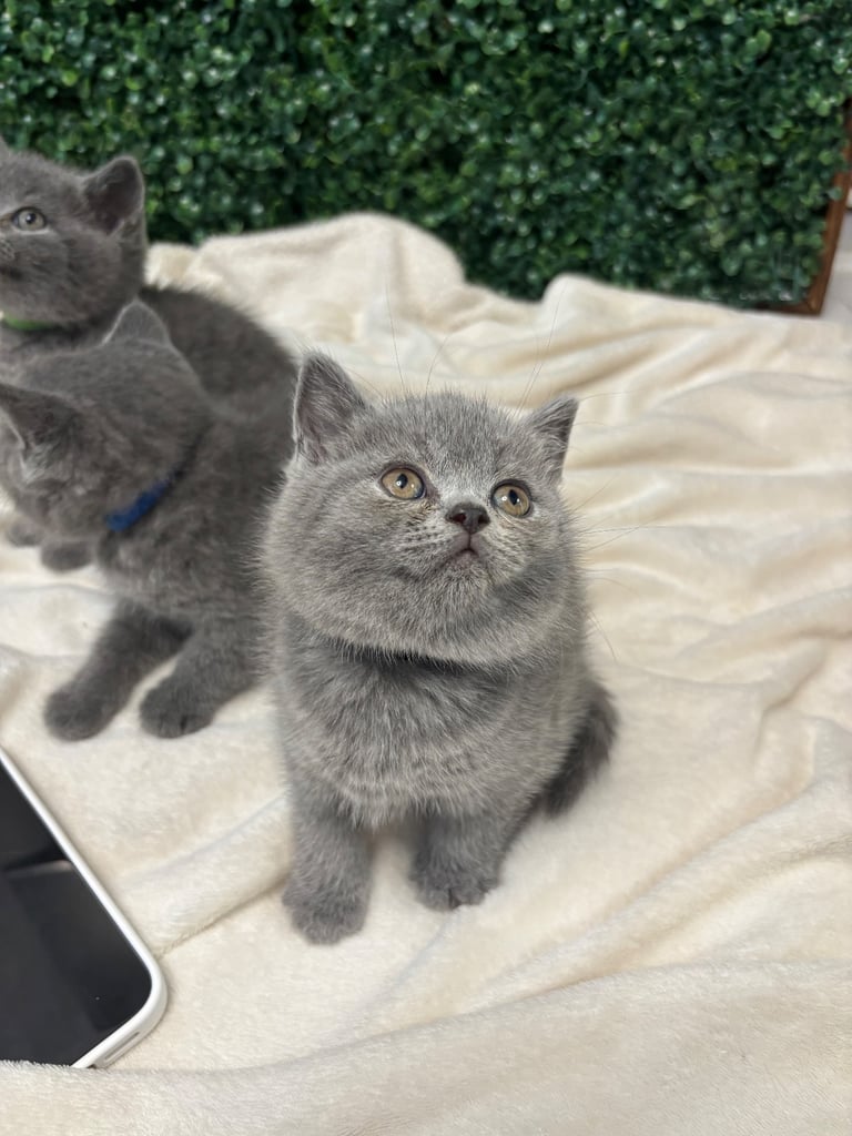 💕British Shorthair Blue Kittens💕