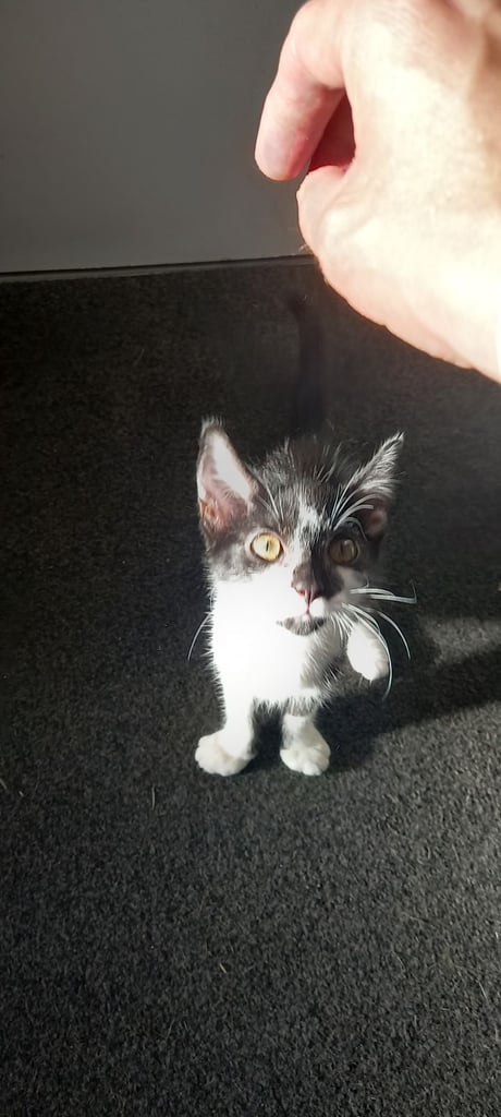 2 Black and white kittens 
