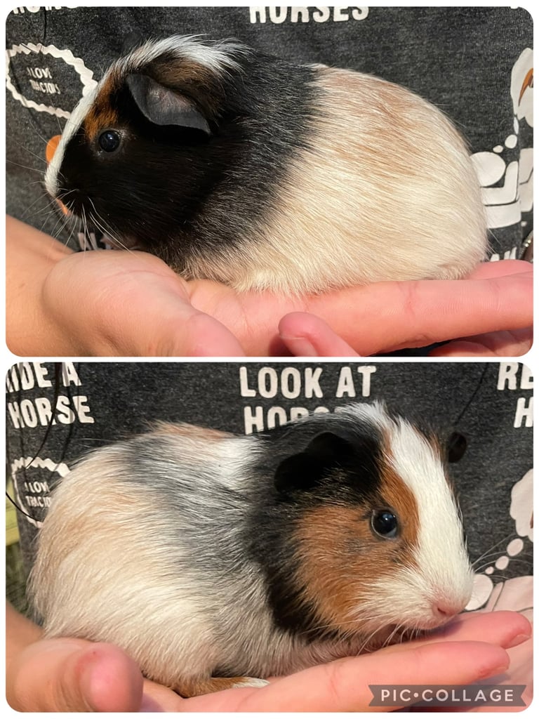 Baby boar guinea pigs 
