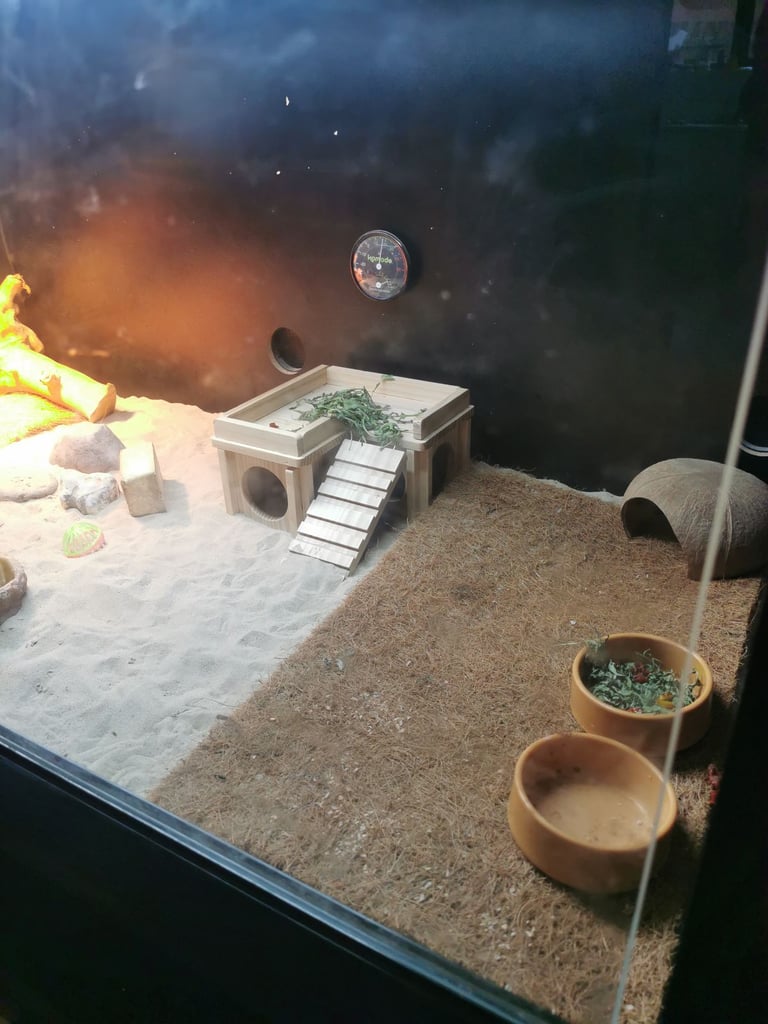 image for Beardy and vivarium 