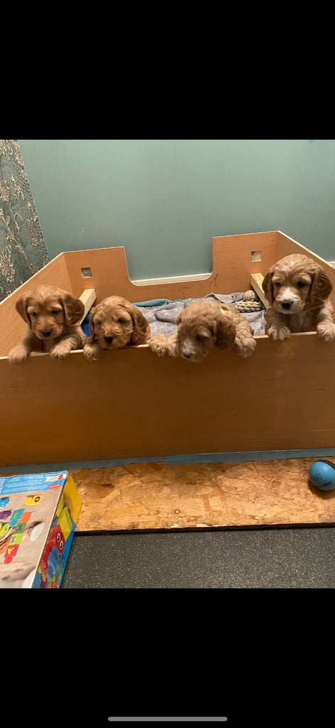 F2 cockapoo puppies for sale