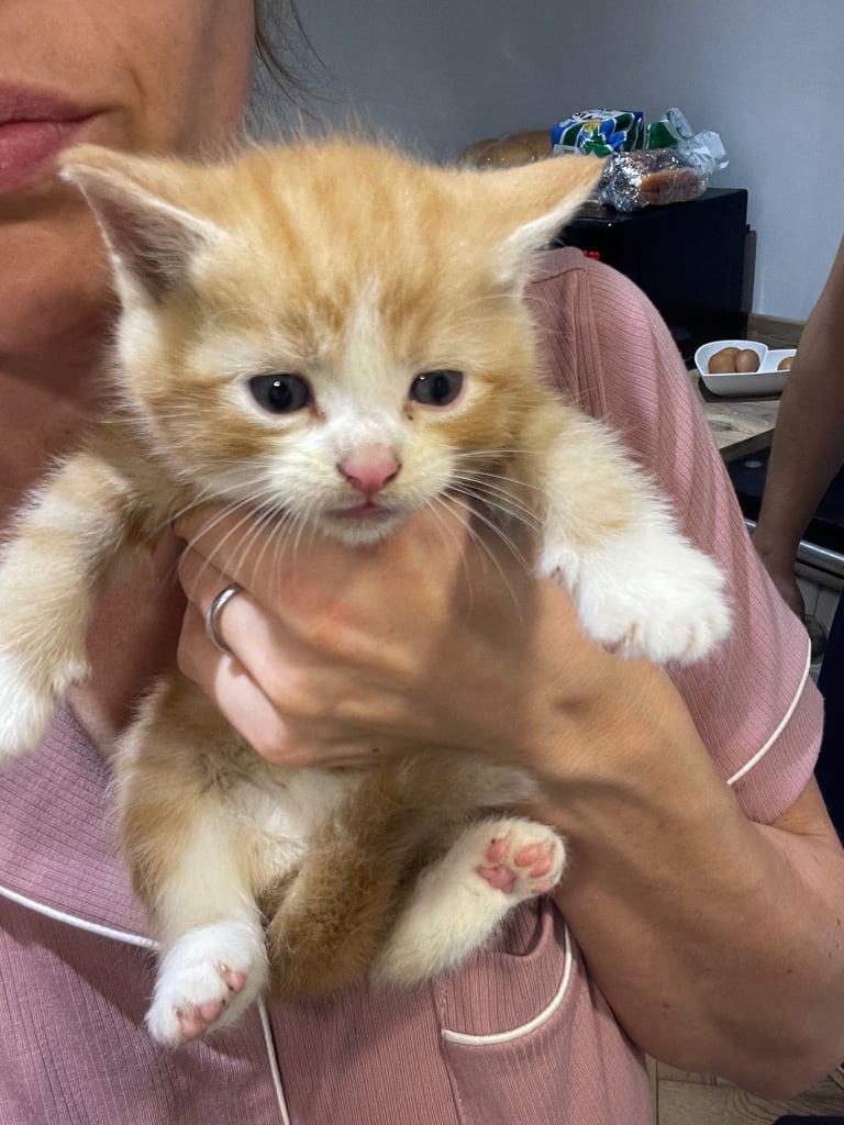 Ginger and tortie kittens 