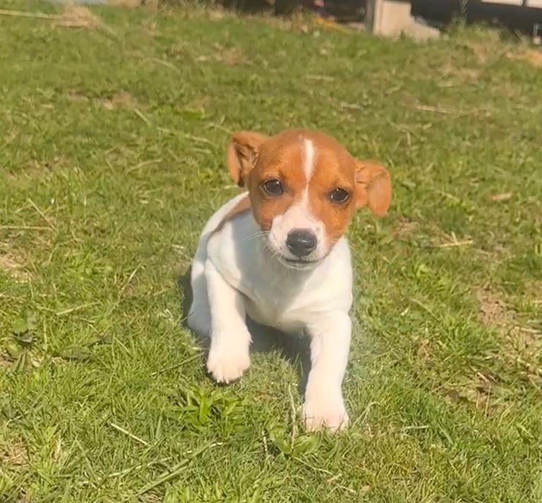 Jack Russell puppies for sale 