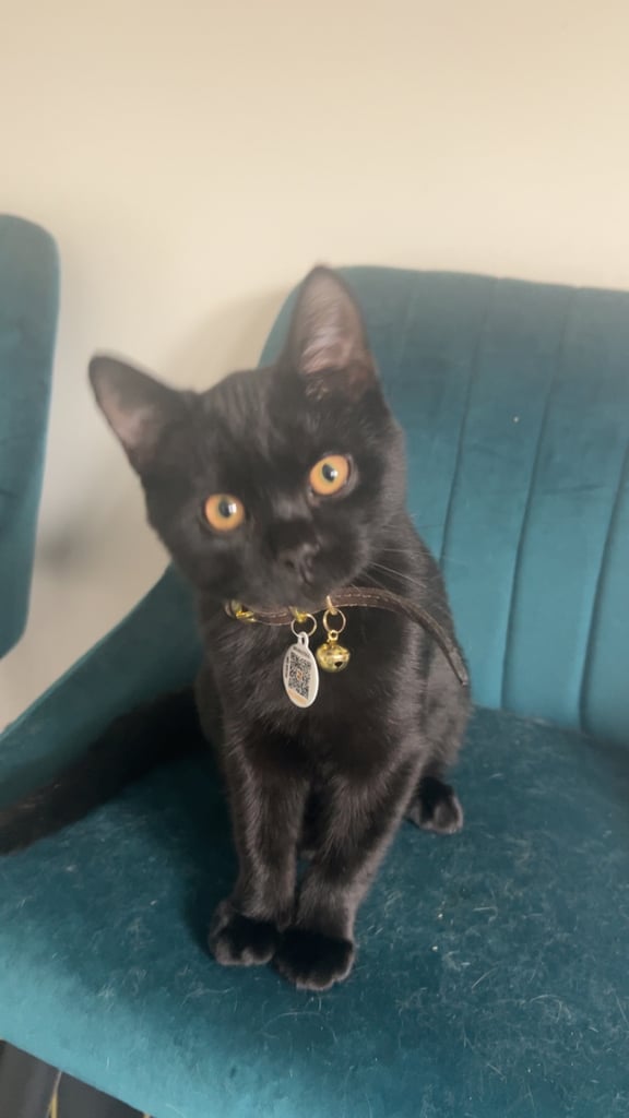 British shorthair mix