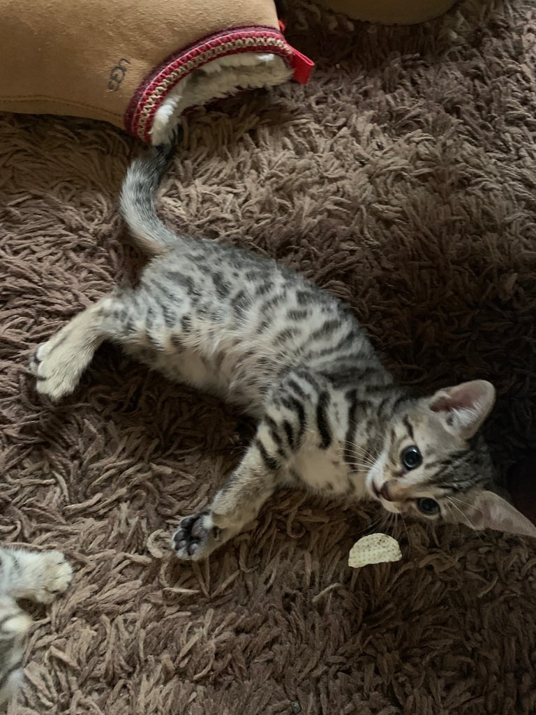 3 beautiful bengal kittens 10 weeks old 